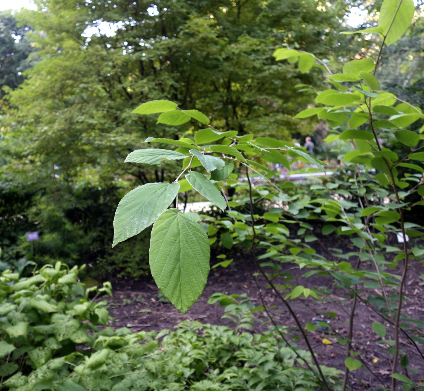 Изображение особи Corylopsis sinensis.