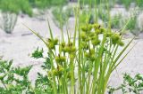 Carex capricornis