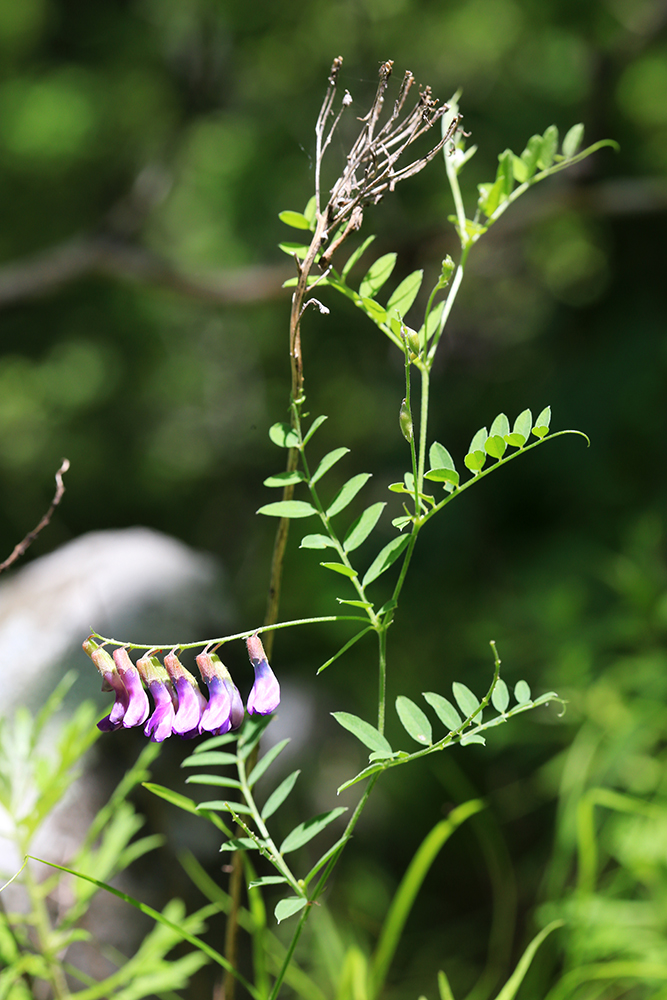 Image of Vicia japonica specimen.