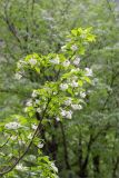 Staphylea colchica. Ветвь с соцветиями. Абхазия, Гудаутский р-н, Рицинский реликтовый национальный парк, долина р. Гега, широколиственный лес. 17.05.2021.