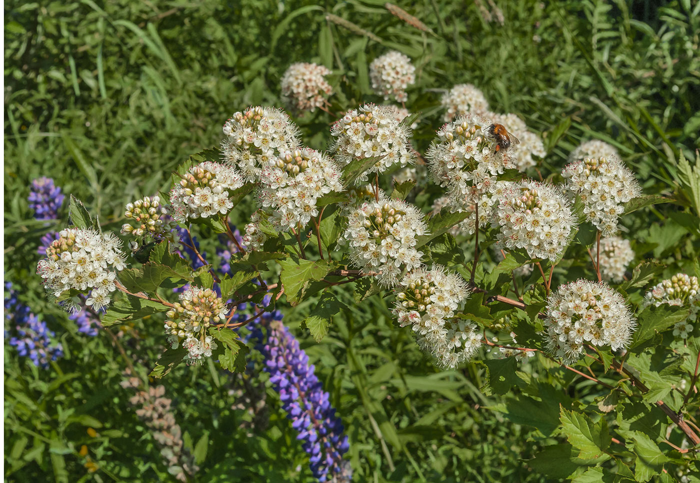 Image of Physocarpus opulifolius specimen.