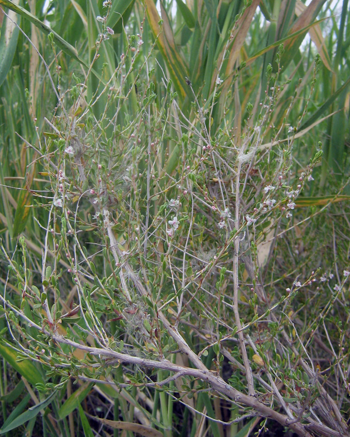 Image of Atraphaxis virgata specimen.