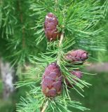 Larix sibirica