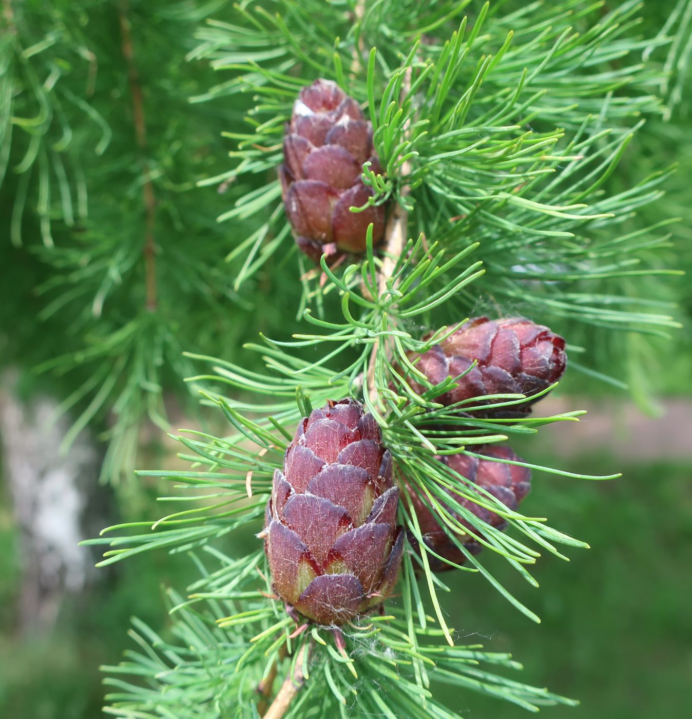 Изображение особи Larix sibirica.