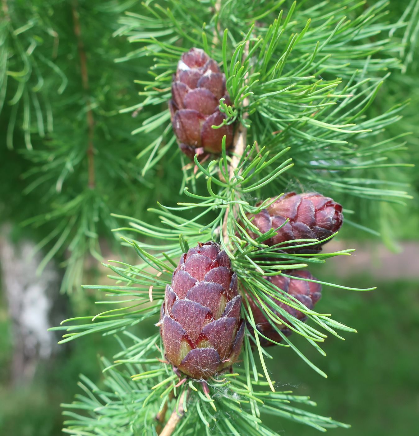 Image of Larix sibirica specimen.