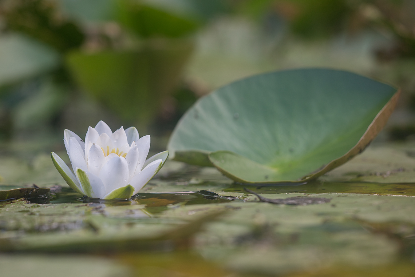 Изображение особи Nymphaea alba.