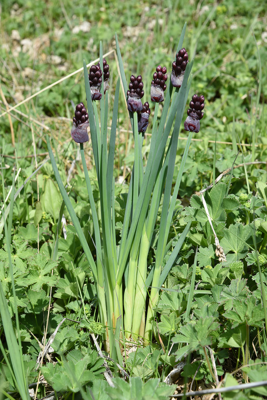 Изображение особи Allium atrosanguineum.