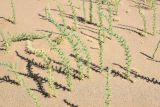 Salsola paulsenii. Вегетирующие растения. Казахстан, Алматинская обл., нац. парк \"Алтын-Эмель\", подножие Поющего бархана, слабозакреплённые пески. 12 июня 2022 г.