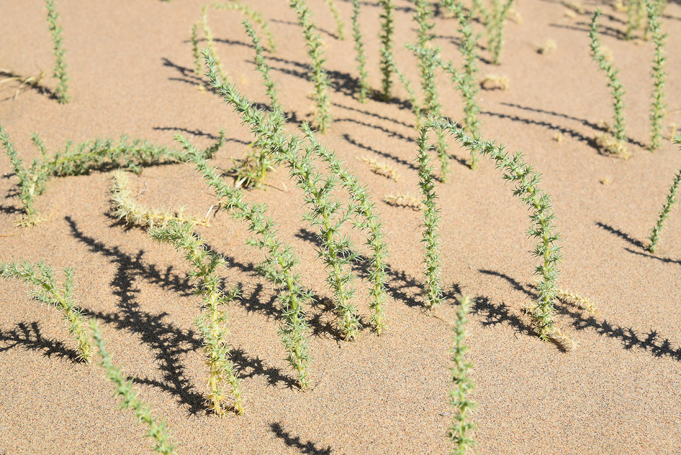 Image of Salsola paulsenii specimen.