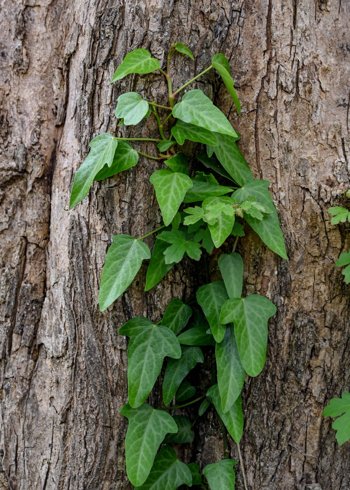 Изображение особи Hedera pastuchovii.