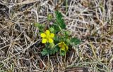 Potentilla bifurca. Цветущее растение. Хакасия, Аскизский р-н, долина р. Аскиз, степной склон. 12.06.2022.