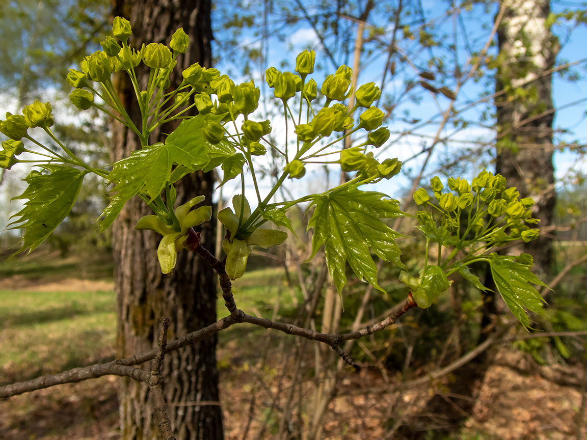 Image of Acer platanoides specimen.