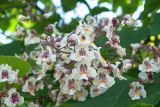 Catalpa bignonioides. Соцветие с увядающими цветками. Владикавказ, парк на левом берегу р. Терек, в культуре. 03.07.2022.