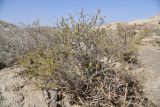 Salsola arbusculiformis