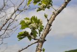 Crataegus pinnatifida. Часть ствола с цветущими веточками. Приморский край, Хасанский р-н, окр. пгт Посьет, берег моря. 12.06.2022.