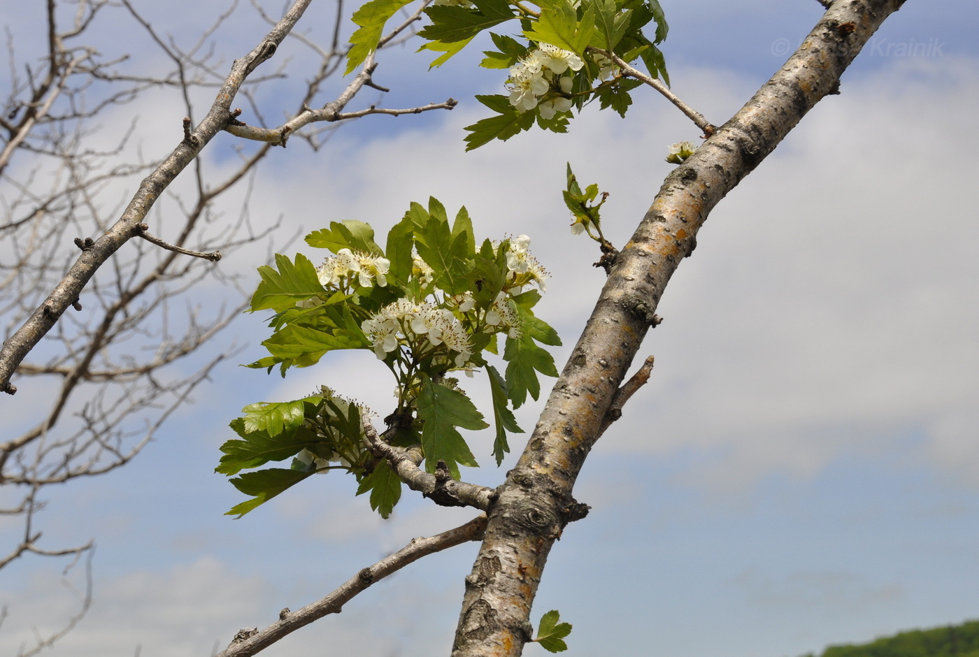 Image of Crataegus pinnatifida specimen.