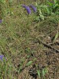 Veronica spicata подвид paczoskiana. Цветущее растение. Алтайский край, окр. г. Барнаул, Барнаульский ленточный бор, опушка соснового леса. 18.08.2009.