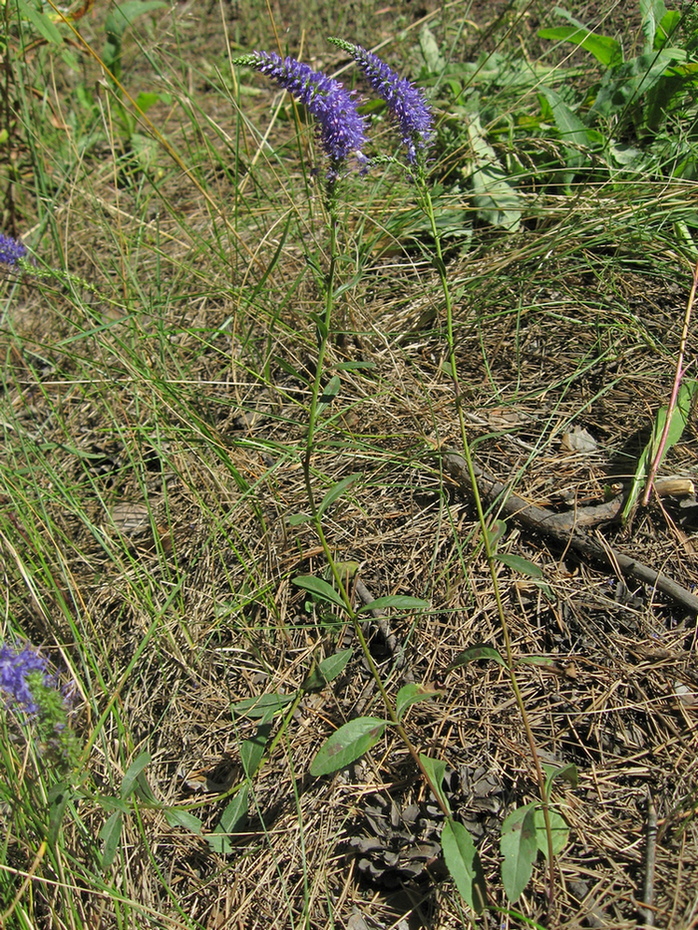 Image of Veronica spicata ssp. paczoskiana specimen.