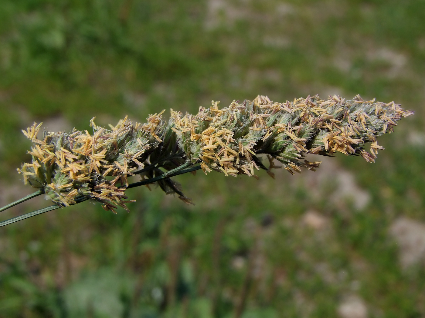 Image of Dactylis glomerata specimen.