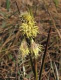 Eriophorum angustifolium