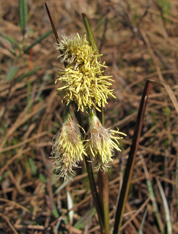 Изображение особи Eriophorum angustifolium.