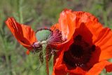 Papaver setiferum