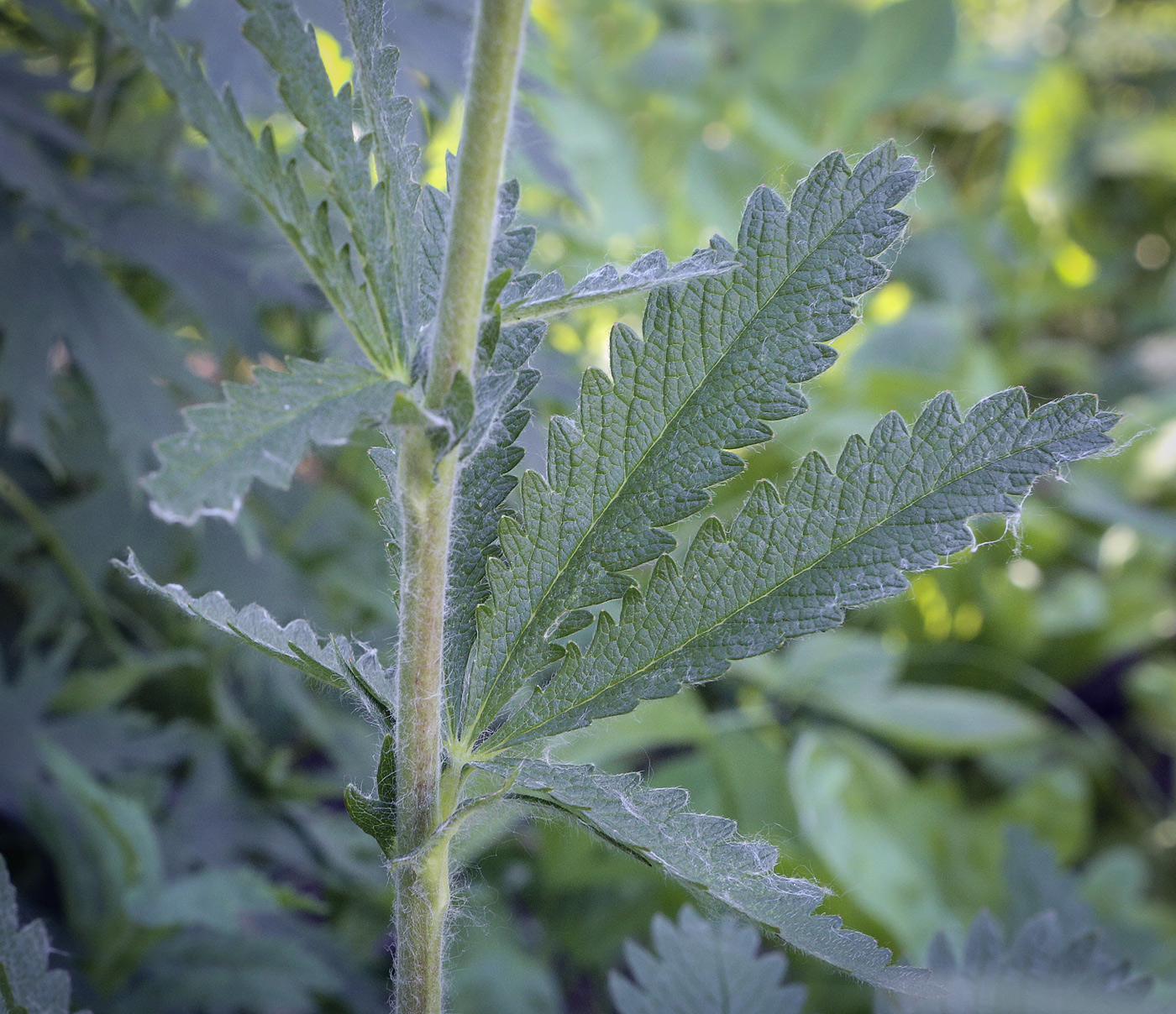 Изображение особи Potentilla recta.