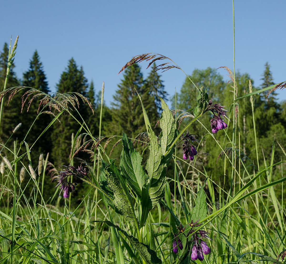 Изображение особи Symphytum officinale.