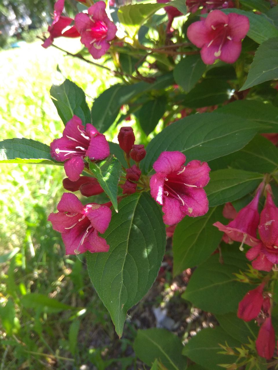 Image of genus Weigela specimen.