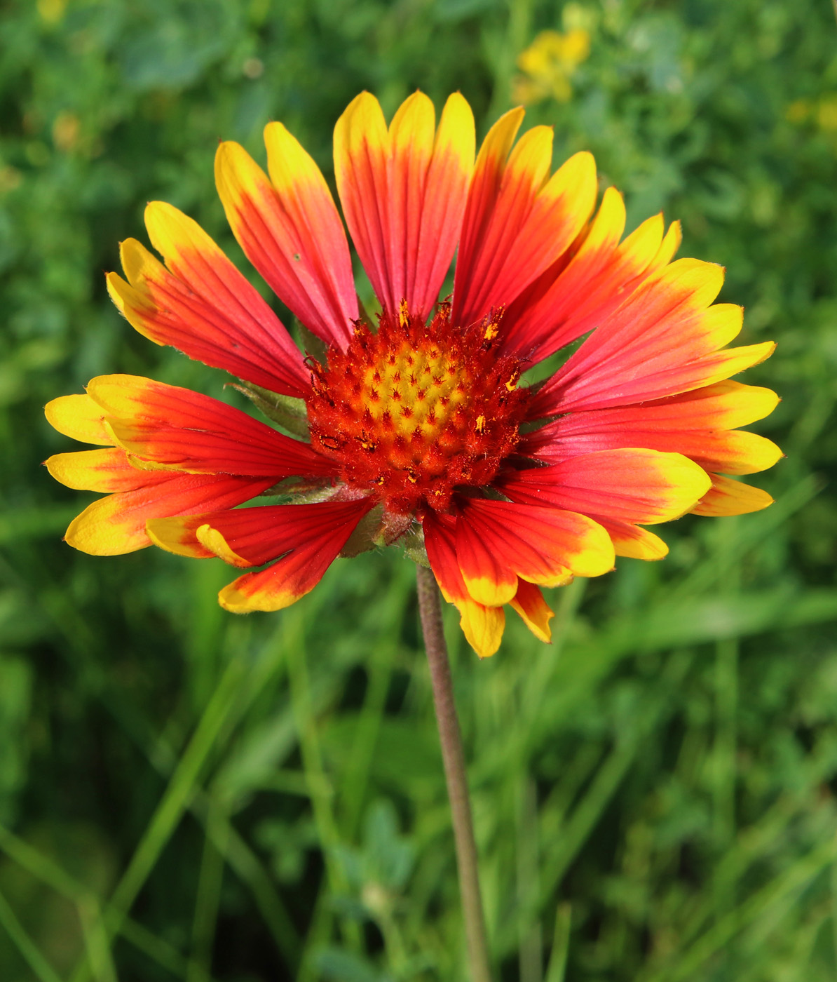 Изображение особи Gaillardia aristata.