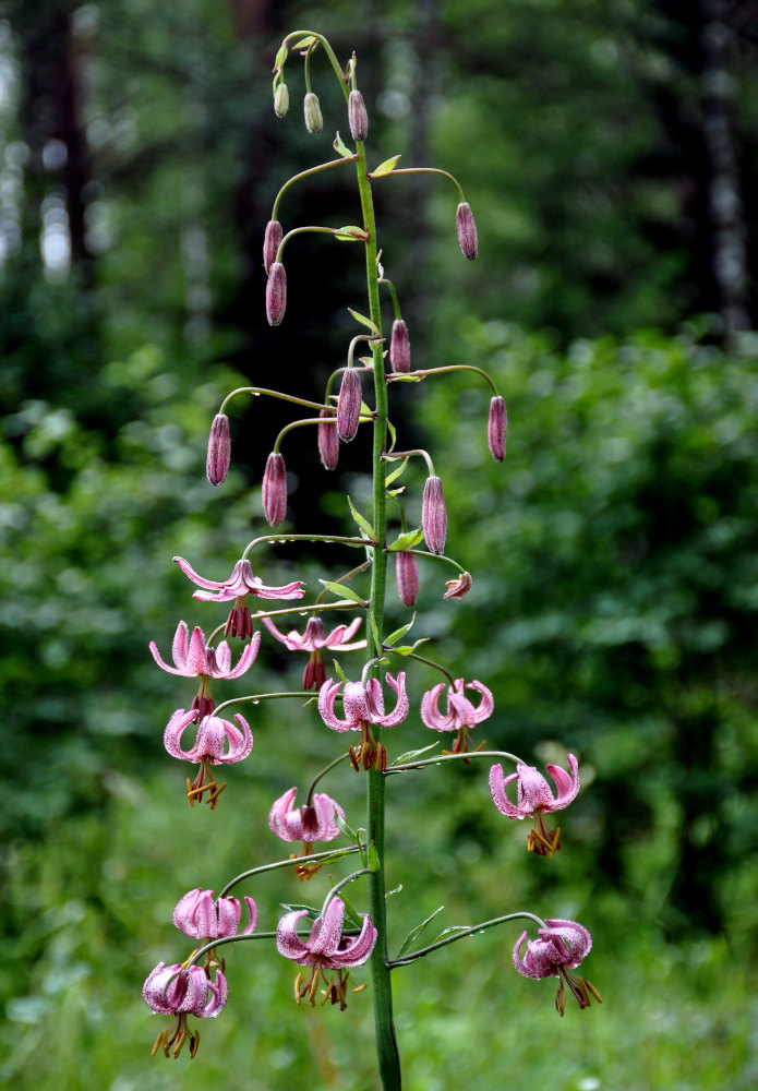 Image of Lilium pilosiusculum specimen.