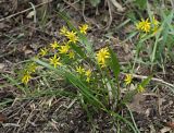 Gagea minima