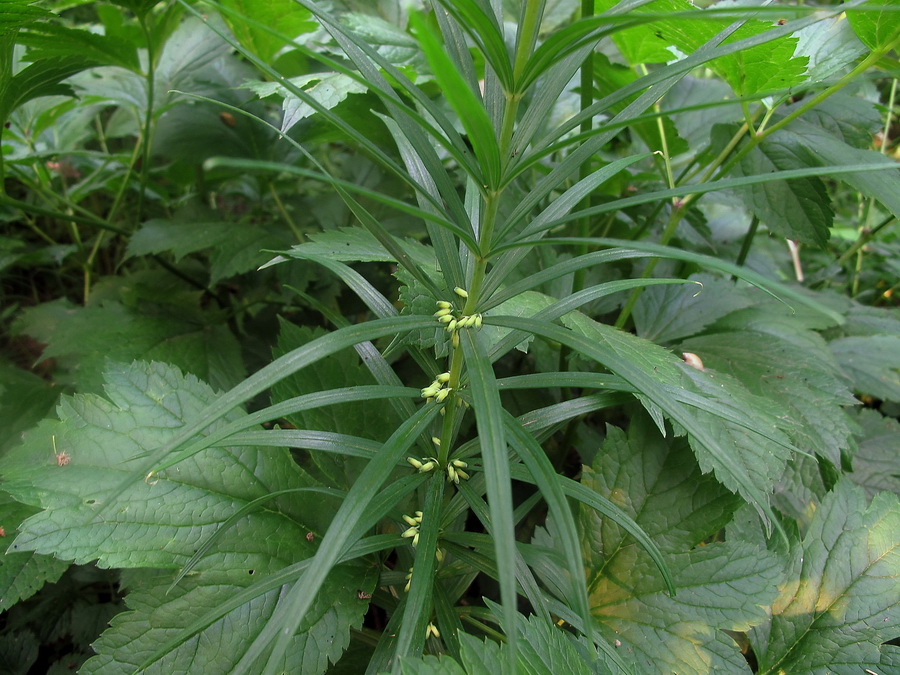 Изображение особи Polygonatum stenophyllum.