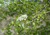 Pyrus turcomanica