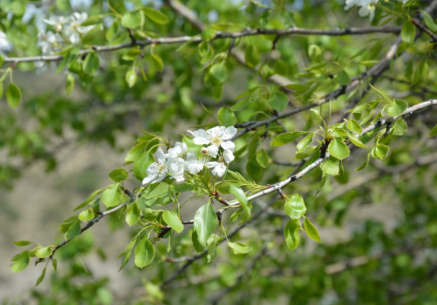 Image of Pyrus turcomanica specimen.