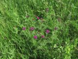 Astragalus onobrychis. Цветущее растение. Краснодарский край, Успенский р-н, степь. 23.05.2023.