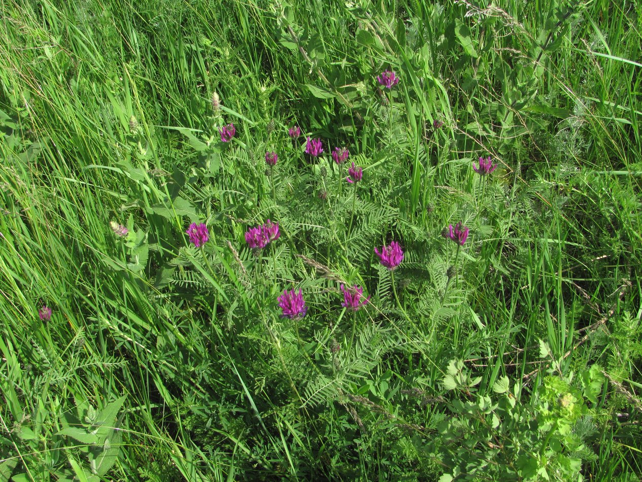 Изображение особи Astragalus onobrychis.