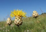 Centaurea orientalis