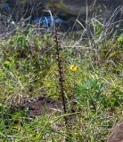 Verbascum virgatum. Цветущее растение с сухим соплодием. Чили, обл. Valparaiso, провинция Isla de Pascua, юго-западная часть острова, церемониальная деревня Orongo, вершина вулкана Rano Kau. 17.03.2023.