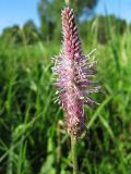 Plantago media