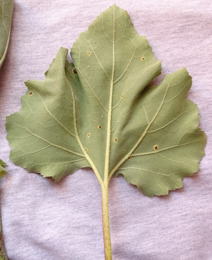 Image of Xanthium orientale specimen.