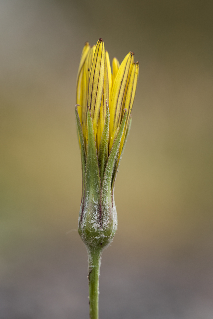 Image of Tragopogon filifolius specimen.