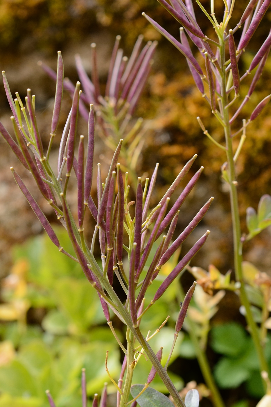 Изображение особи семейство Brassicaceae.