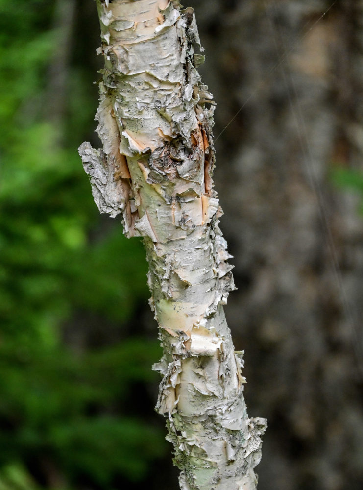 Изображение особи Betula ermanii.