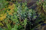 genus Epilobium