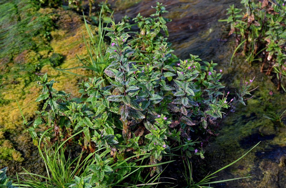 Image of genus Epilobium specimen.