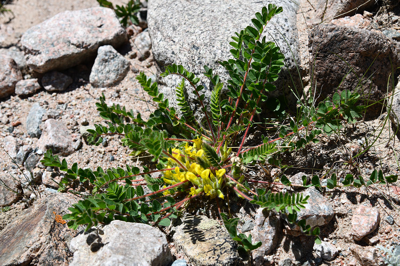Изображение особи Astragalus schanginianus.
