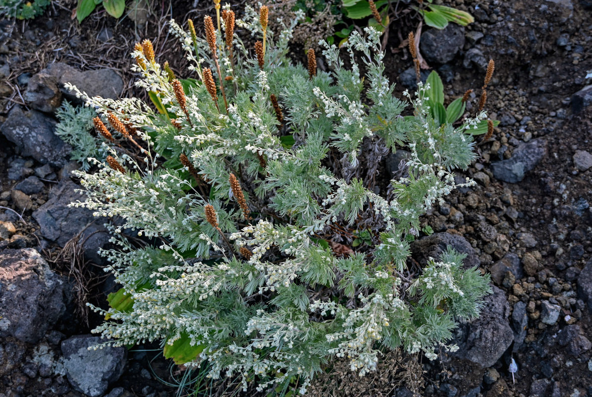Image of Artemisia schmidtiana specimen.