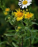 Inula britannica