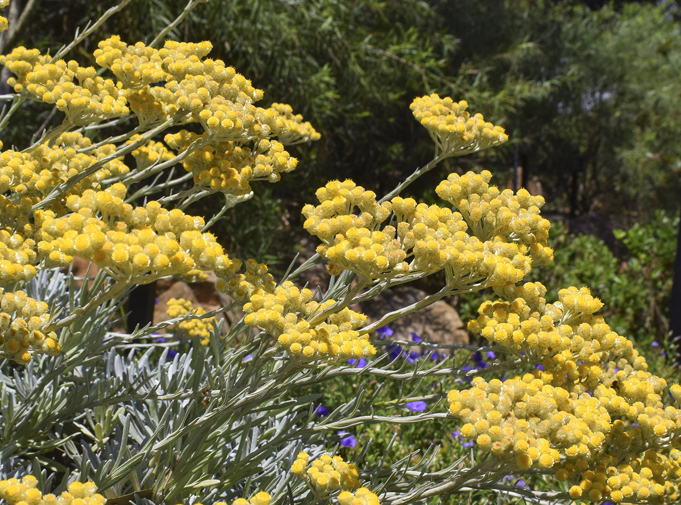 Изображение особи Helichrysum orientale.